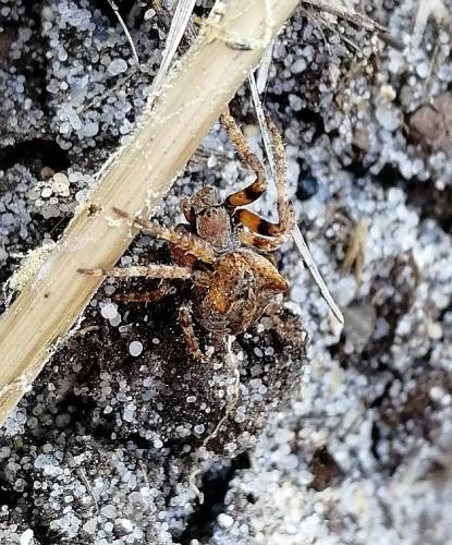 Réf. 226 784 : Araneus angulatus